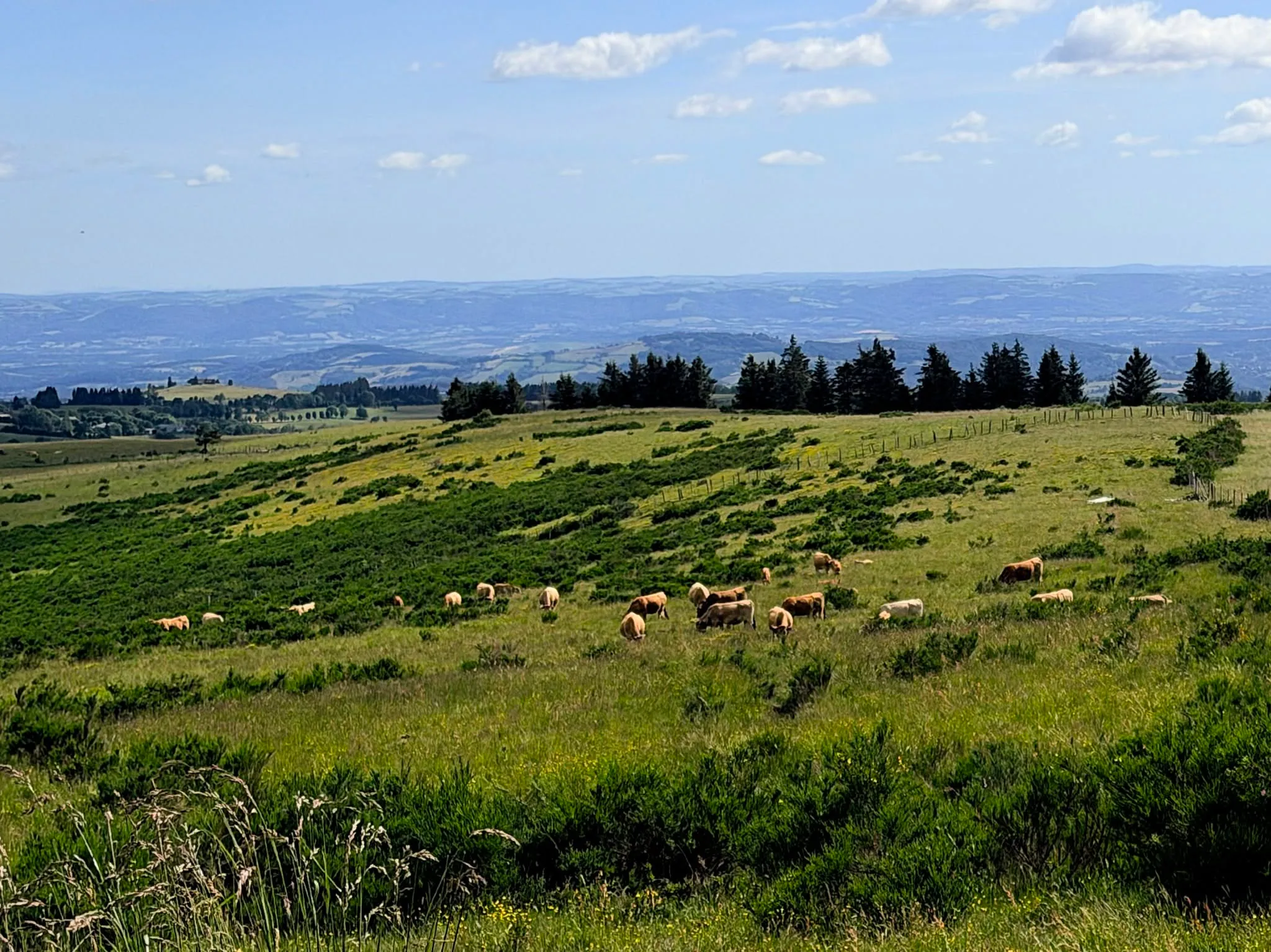 Troupeau de vaches d’Aubrac dans les pâturages, sur les hauteurs du plateau