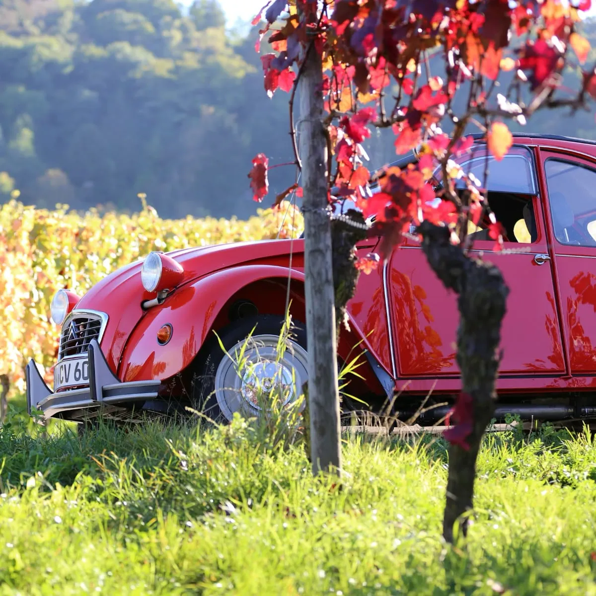 Une 2 CV rouge sous la vigne vierge, lors du rassemblement de véhicules d’époque
